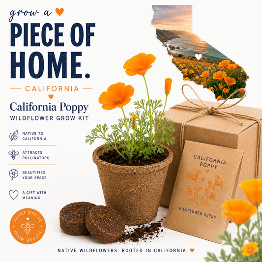 California Poppy Grow Kit CYDesignStudio