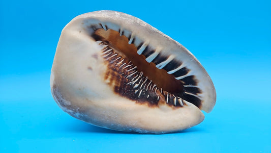 Large Queen Helmet Shell Cassis madagascariensis – 7.1"