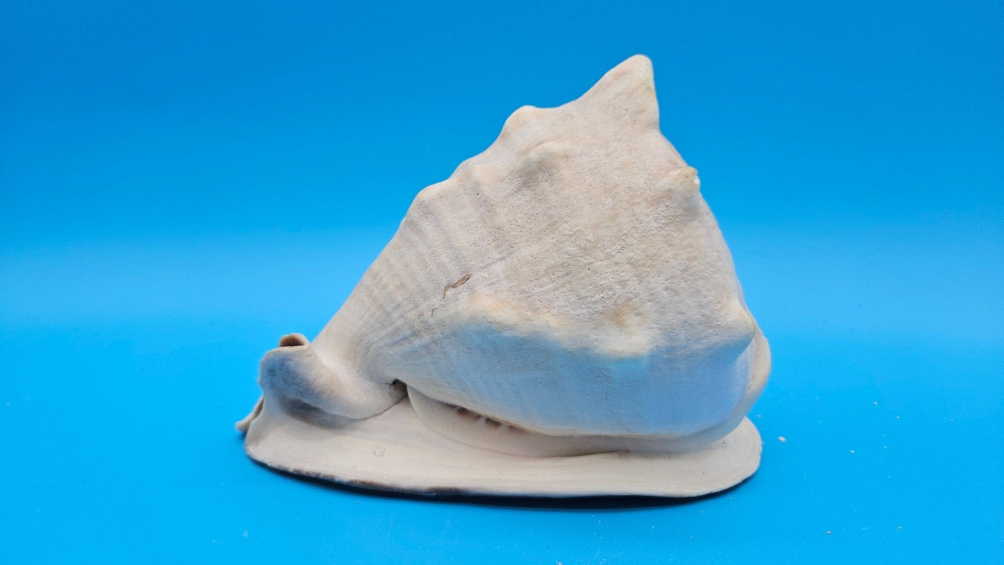 Large Queen Helmet Shell Cassis madagascariensis – 7.1"