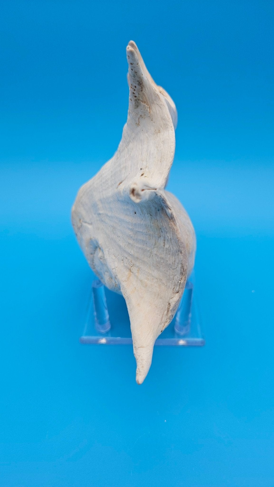 White Lambis Truncata Shell (Lambis truncata) – 11"