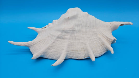 White Lambis Truncata Shell (Lambis truncata) – 11"