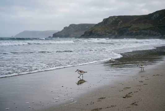 Three shorebirds on wet sand beside breaking waves, with reflections in the foreground and a coastal headland beneath an overcast sky.