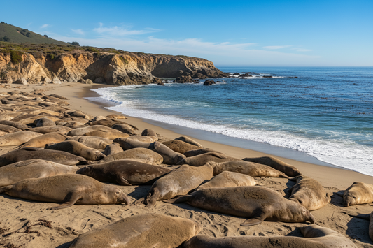 Seeing Elephant Seals in California: What Families Should Know Before Visiting
