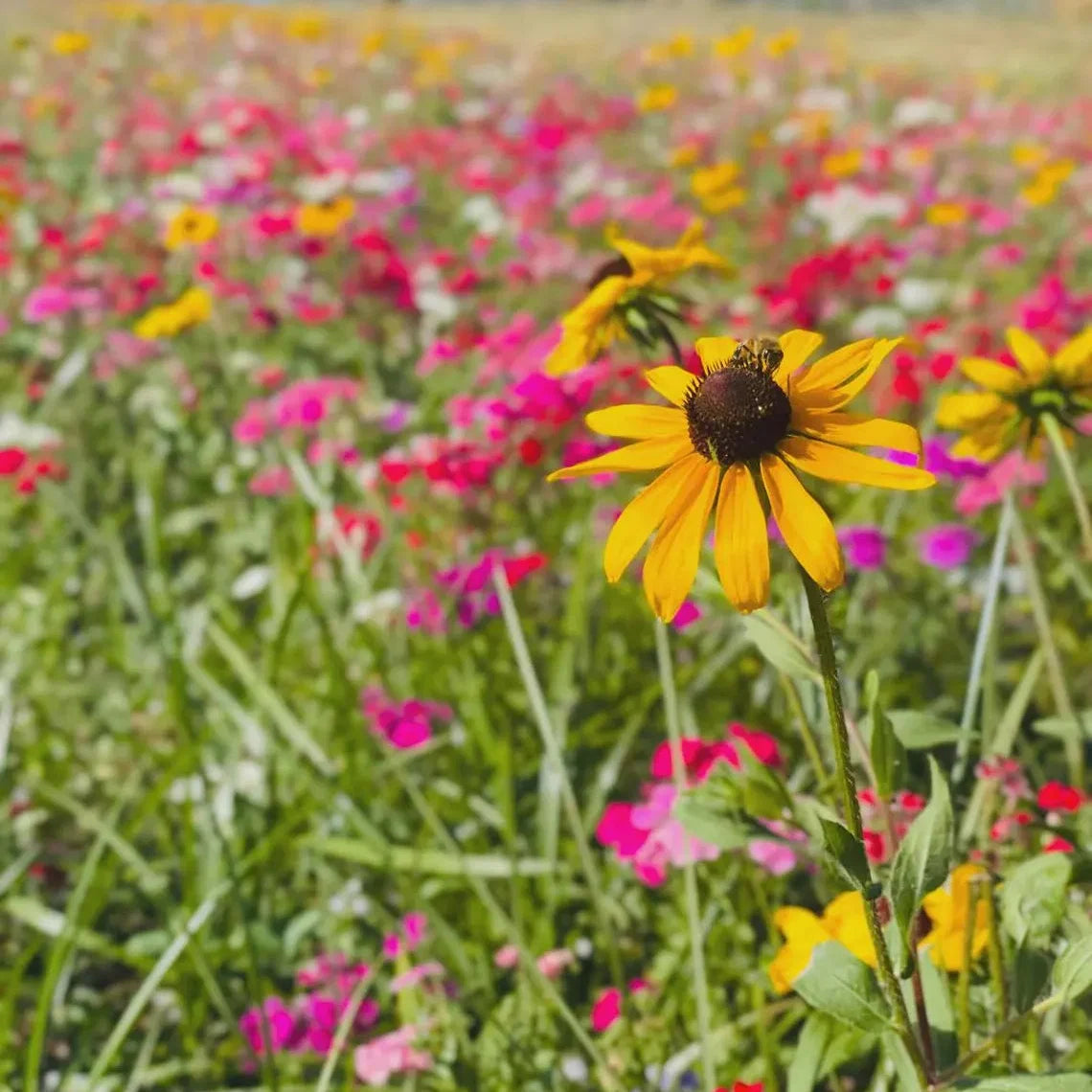 Virginia Black-Eyed Susan Grow Kit