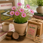 North Dakota Pink Cosmos Wildflower Grow Kit
