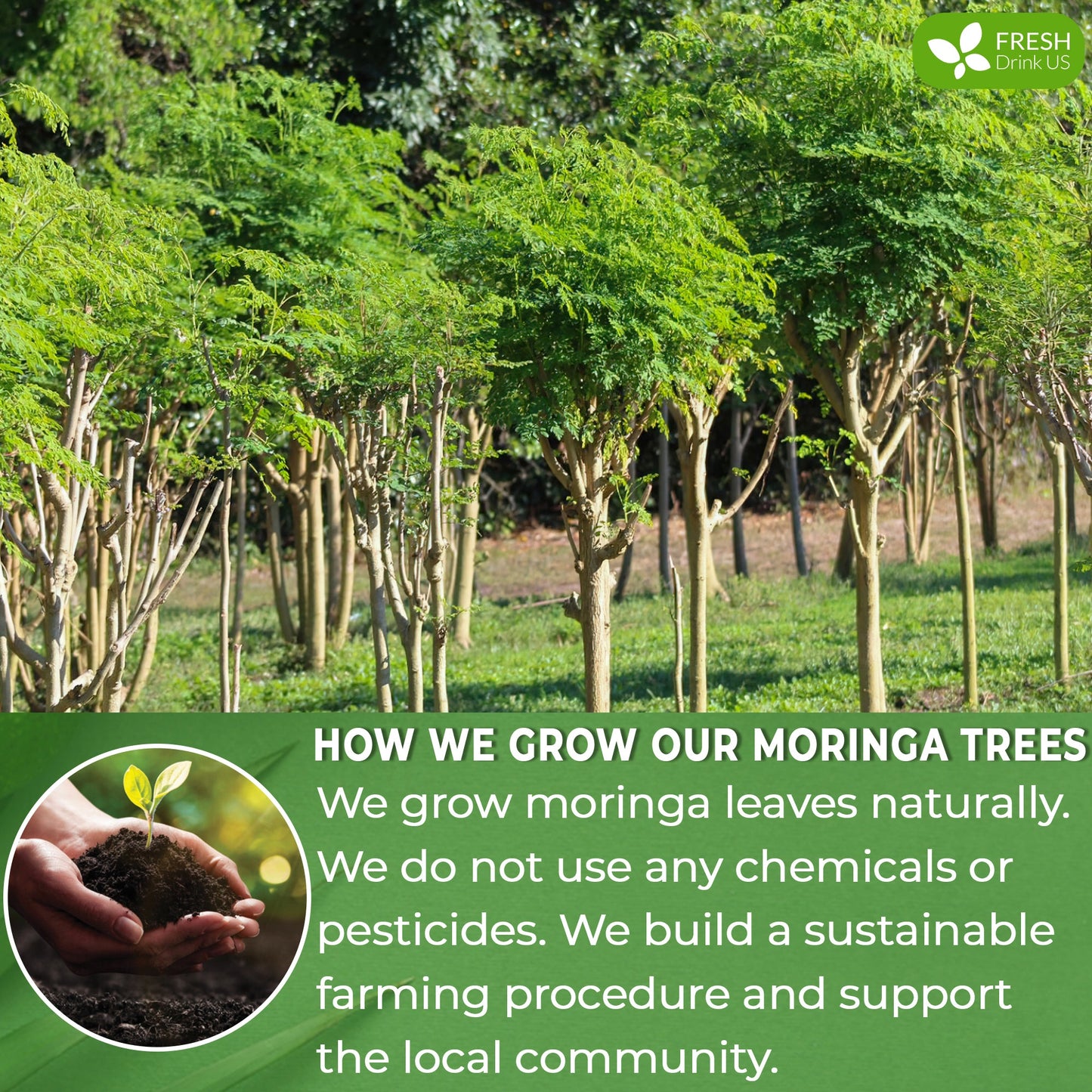 Moringa Leaf Tea Bags, 100% Natural & Pure from Moringa Leaves. Loose Leaf Moringa Herbal Tea. Moringa Leaf Tea. No Sugar, No Caffeine, No Gluten, Vegan