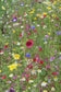 Virginia Black-Eyed Susan Grow Kit
