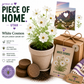 Utah White Cosmos Wildflower Grow Kit