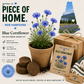 New Hampshire Blue Cornflower Wildflower Grow Kit