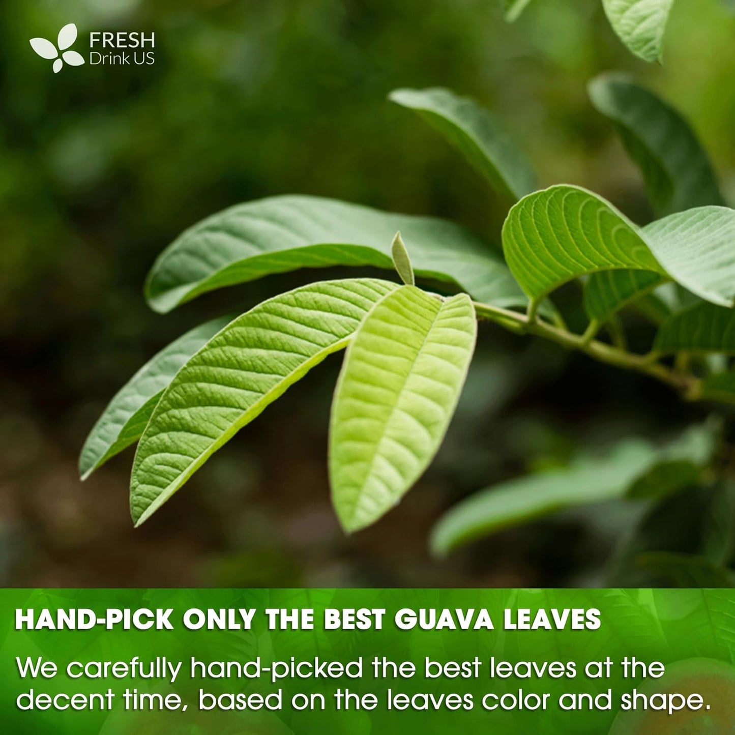Natural Guava Leaves, Whole Dried Leaves, Cut-and-Sifted Guava leaves, 100% Pure from Guava Leaves, Natural Guava Loose Leaf Herbal Tea, No Additives, No Caffeine, Vegan