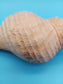 8" Horse Conch Specimen with Operculum & Documentation – Triplofusus giganteus