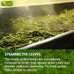 Premium Sencha Green Tea Bags, 100% Natural & Pure from Sencha Green Tea Leaves
