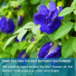 Premium Butterfly Pea Flowers, Tea Bags, 100% Natural and Pure from Butterfly Pea Flowers, Hand-made, Made With Natural Materials-Corn Fiber Tea Bag, Sugar/Caffeine/Gluten Free