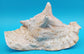 9" Pink Queen Conch Display Shell – NON PIERCED (Strombus Gigas)