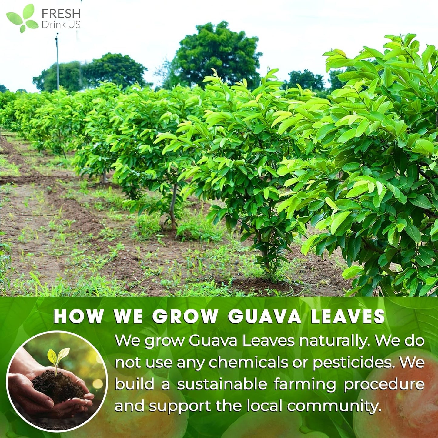 Natural Guava Leaves, Whole Dried Leaves, Cut-and-Sifted Guava leaves, 100% Pure from Guava Leaves, Natural Guava Loose Leaf Herbal Tea, No Additives, No Caffeine, Vegan