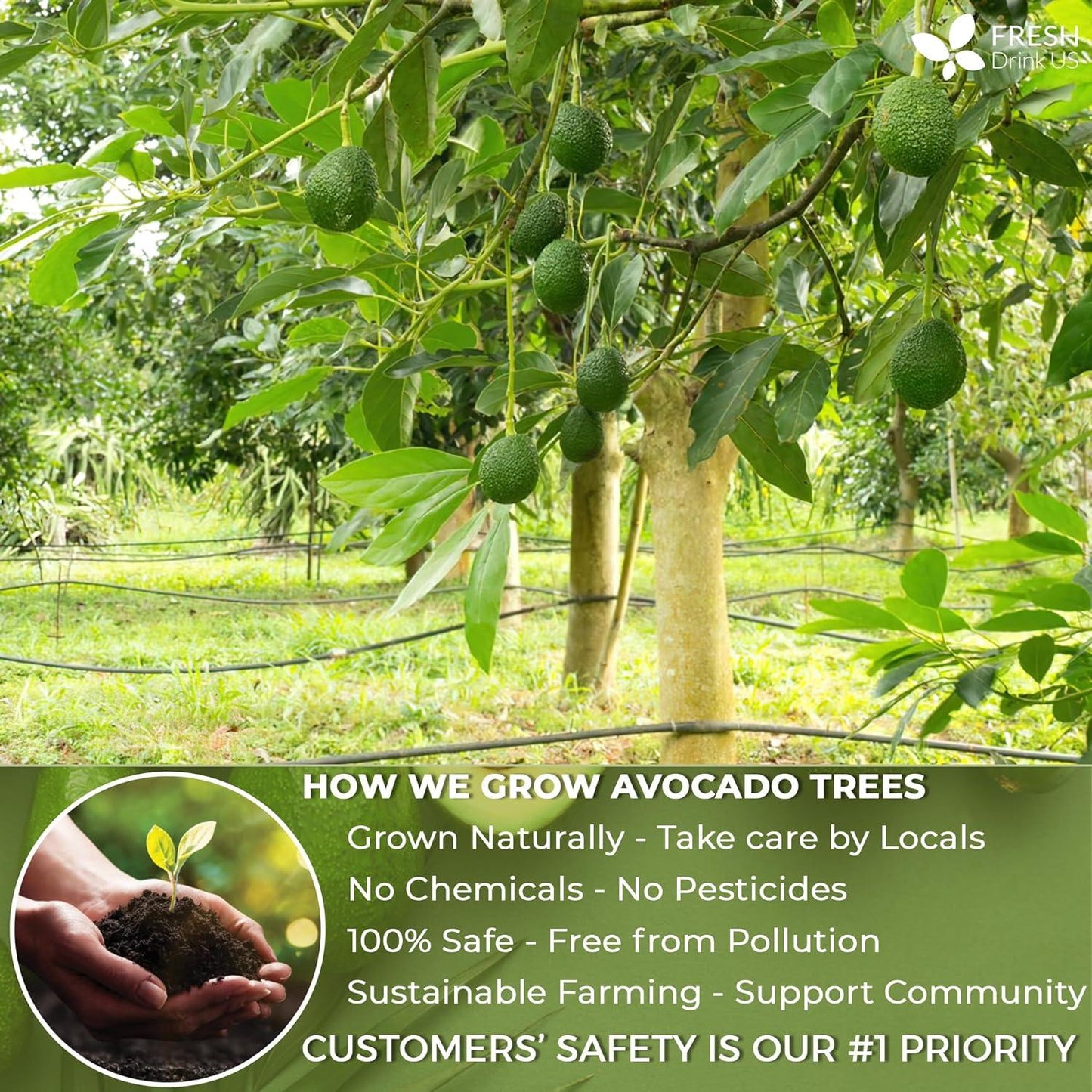 Natural Avocado Whole Leaves Dried, Tea Bags, 100% Pure from Avocado Leaves, Avocado Leaf Tea, Hojas de Aguacate Seca, No Additives, No Caffeine, Vegan