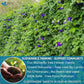 Premium Butterfly Pea Flowers, Tea Bags, 100% Natural and Pure from Butterfly Pea Flowers, Hand-made, Made With Natural Materials-Corn Fiber Tea Bag, Sugar/Caffeine/Gluten Free