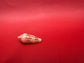 Ambassador Cone Shell 22.4mm – Conus legatus with Documentation