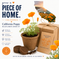 California Poppy Grow Kit