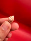 Ambassador Cone Shell 22.4mm – Conus legatus with Documentation