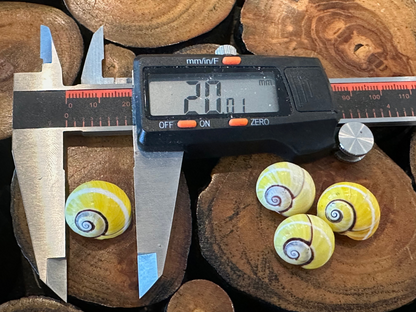 Yellow Polymita picta Shell with Stripe