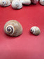 Processed Whale’s Eye Moon Snail Shells – 1" & 1-1.5" Craft Shells (Neverita didyma)