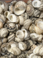 Mixed Nerita Shells – 1” & Under Craft Shells Nerita sp.