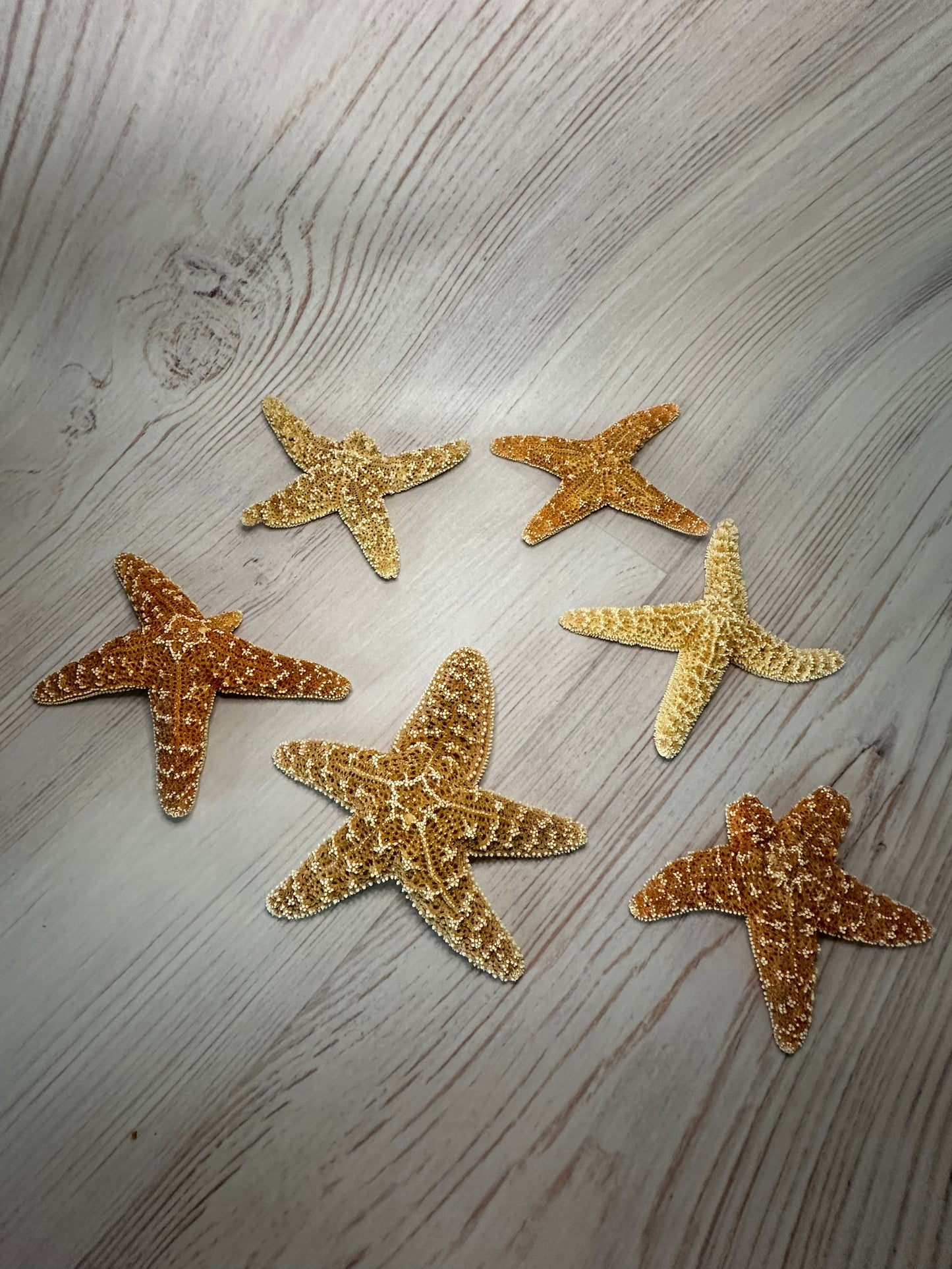 Mutant Freak Sugar Starfish