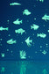 Tropical Fish