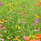 Wildflower Seed Mix for Bees and Pollinators