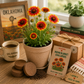 Oklahoma Indian Blanket Wildflower Grow Kit