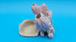 Barnacle Bloom with Scallop Display – Small Coastal Decor Specimen
