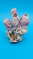 Barnacle with Scallop Display Shell – Premium Coastal Home Decor Specimen