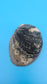 Black Abalone Shell Display – Haliotis cracherodii 4.5