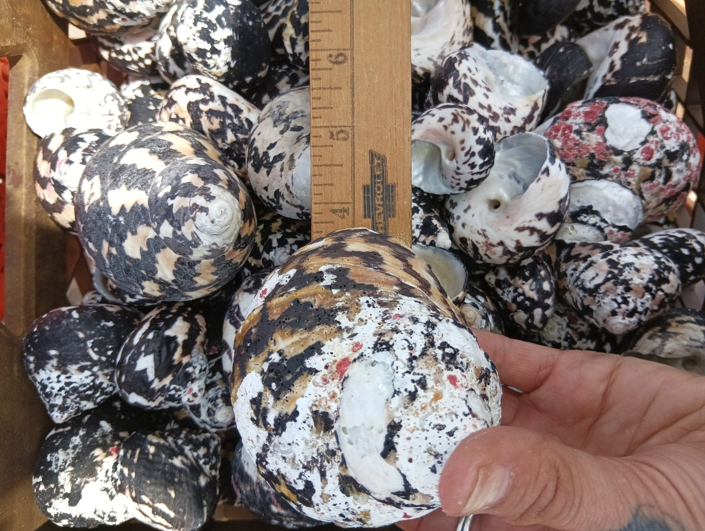 Black and Pearl Pica Magpie Turbo Shells Caribbean Gulf Seashells