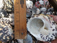 Black and Pearl Pica Magpie Turbo Shells Caribbean Gulf Seashells