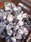 Black and Pearl Pica Magpie Turbo Shells Caribbean Gulf Seashells