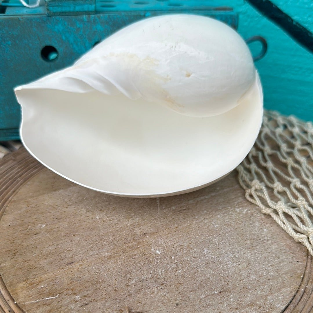 Giant Indian White Melon Volute Shell, Melo melo, 5-7"