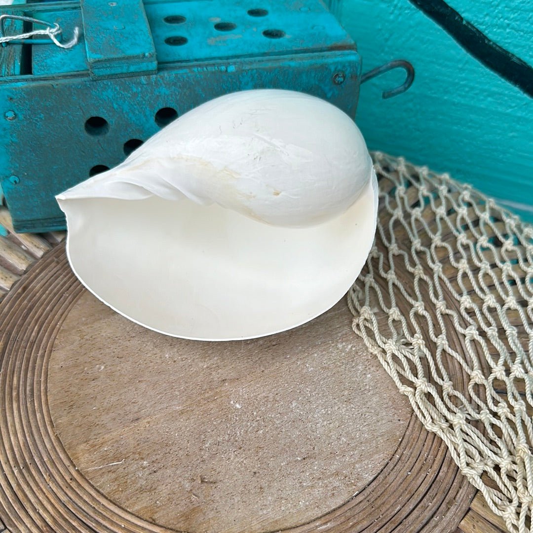 Giant Indian White Melon Volute Shell, Melo melo, 5-7"