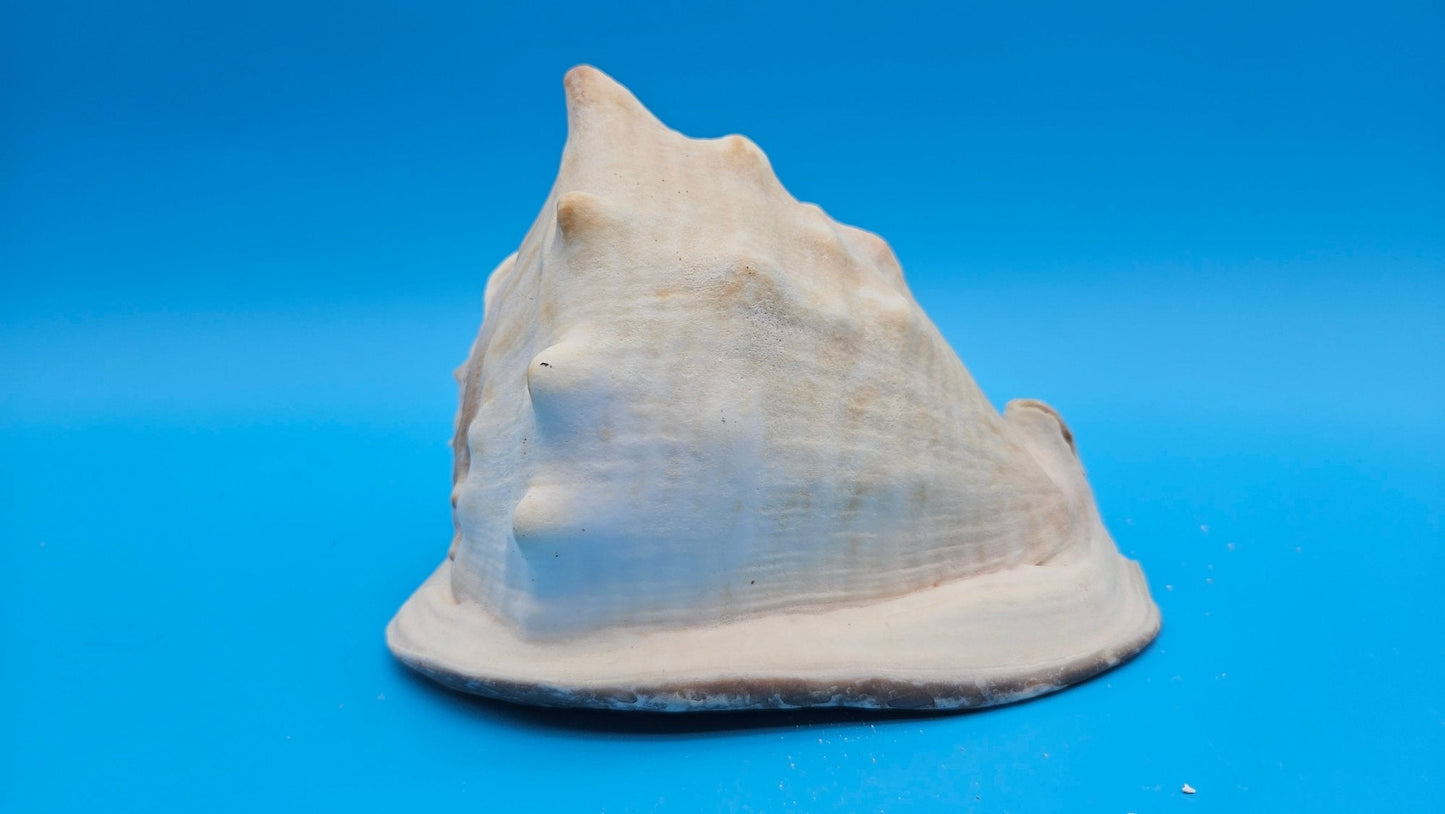 Large Queen Helmet Shell Cassis madagascariensis  – 7.1"