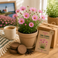 Michigan Pink Cosmos Grow Kit