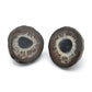 Septarian Nodules
