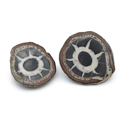 Septarian Nodules