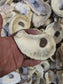 Texas Gulf Coast Oyster Shells