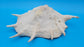 White Lambis Truncata Shell (Lambis truncata) – 11"