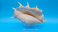 White Lambis Truncata Shell (Lambis truncata) – 11"