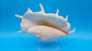 White Lambis Truncata Shell (Lambis truncata) – 11"