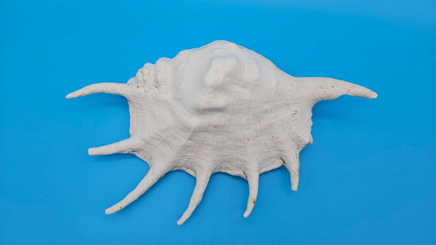 White Lambis Truncata Shell (Lambis truncata) – 11.75"