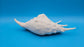 White Lambis Truncata Shell (Lambis truncata) – 11.75"